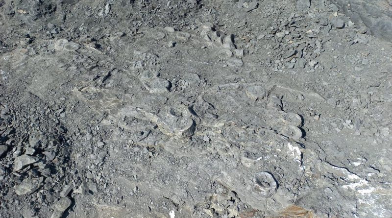 В геопарке «Ундория» обнаружено сразу два скелета ихтиозавров (1)